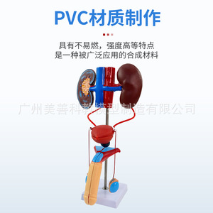 Modèle pédagogique du système urinaire humain en trois dimensions : urétére, vessie, urètre, système reproducteur médical, anatomie du rein - Product Image 1
