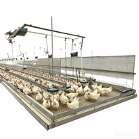 Nouveau Système d'Alimentation Automatique en Chaîne pour Équipement Avicole Parental de Poulets de Chair – Ligne d'Alimentation en Chaîne pour l'Élevage de Poulets de Chair et de Poules Pondeuses en Ferme