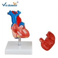 Maniquí médico torso modelo de corazón de tamaño natural modelo de un corazón humano modelo anatómico de Miocardio