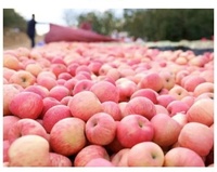 Zoete Verse Koninklijke Gala Appel Verse Fuji En Rode Ster Appels En Ander Vers Fruit Tegen Groothandelsprijs