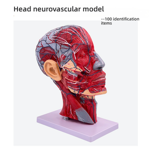 Modè<span class=keywords><strong>le</strong></span> d'anatomie faciale de <span class=keywords><strong>la</strong></span> <span class=keywords><strong>tête</strong></span> humaine avec les muscles des nerfs des vaisseaux sanguins du cerveau-pour <span class=keywords><strong>la</strong></span> dissection du cou et <span class=keywords><strong>la</strong></span> pratique de <span class=keywords><strong>la</strong></span> suture - Product Image 6