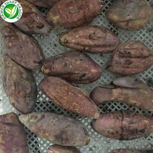 Patate douce rôtie congelée au miel IQF <span class=keywords><strong>de</strong></span> prix d'acheteur tonne non sucré biologique sain naturel congélation nutritif - Product Image 4