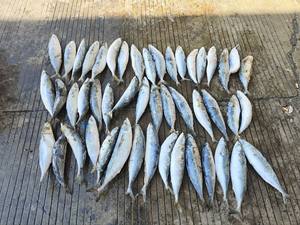 Venta al por mayor de alta calidad congelado salmón pescado rey caballa almacenamiento en frío Hkwalkin cámara frigorífica Proyecto de almacenes en frío - Product Image 2