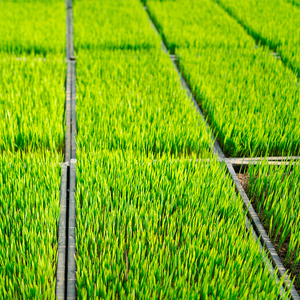 Plantation Réutilisable Grow Room Sprouter Germination Starter 1020 60 72 128 200 288 Cellules Ps Plateaux De Semences De Pépinière En Plastique Pour Jardin - Product Image 5