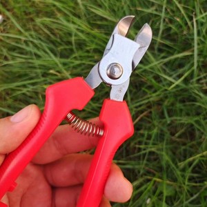 Tijeras para Frutas de Acero Inoxidable Mingzuan con Mango de PVC para Jardinería y Cosecha - Product Image 4