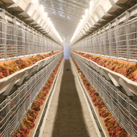 Cages de type H pour poulets de chair Cages pour poulets de chair Système de cages pour poulets de chair Ferme pour poulets de chair