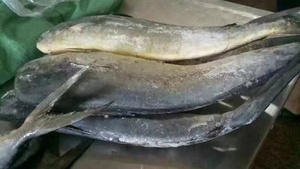 <span class=keywords><strong>Mahi</strong></span> <span class=keywords><strong>Mahi</strong></span> แช่แข็ง - Product Image 2