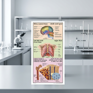 Cartas de Papel con Anatomía Humana para Ciencias Médicas, Enfermería, Universidad, Región de Cabeza y Cuello, para Colgar en la Pared, Hechas en Haryana - Product Image 2