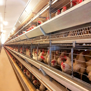 Cage à poulets <span class=keywords><strong>de</strong></span> chair à grande échelle, structure en acier à 3 couches, <span class=keywords><strong>type</strong></span> <span class=keywords><strong>A</strong></span>, pour bâtiment avicole - Product Image 5