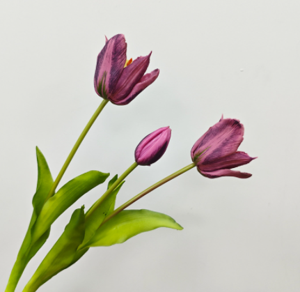 สีม่วงเข้ม