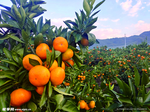 Shandong มะนาวมะนาวสดไร้เมล็ดผลไม้ส้มผลไม้อายุ60วันเพื่อการเกษตร - Product Image 2