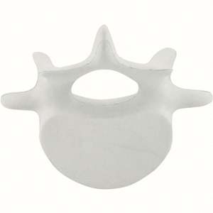 Custom Logo Vertebrae Pu Stress Relievers Stress Toy Stress <b>Ball</b> - Product Image 3