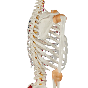 Modelo preciso de esqueleto humano de medio músculo, medio ligamento, ciencia médica, dibujado a mano con números, modelo de esqueleto - Product Image 3