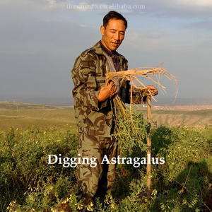 ชาสมุนไพรจีนบริสุทธิ์บริสุทธิ์จาก Huang Qi ขนาด0.8-1.0ซม. - Product Image 5