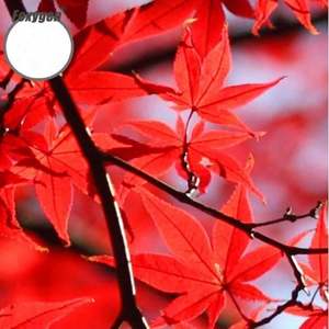 Lámina para Techos de Piscina, Película Elástica para Techos con Impresión 3D, Diseño de <span class=keywords><strong>Cielo</strong></span> Azul y Hojas Rojas, Membrana de <span class=keywords><strong>PVC</strong></span> - Product Image 3