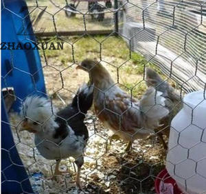 Pagar jala kawat ayam heksagonal galvanis awet kualitas tinggi - Product Image 6