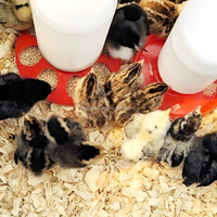 ZZ Seau d'Alimentation et Abreuvoir pour Volaille Bébé Poussin Démarrage, Oiseaux, Pigeons, Cailles – Haute Qualité
