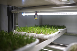 Hệ Thống Thức Ăn Chăn Nuôi Container Lúa Mạch Thức Ăn Chăn Nuôi Nhà Máy Thức Ăn Chăn Nuôi Lúa Mạch Giải Pháp Giá - Product Image 3