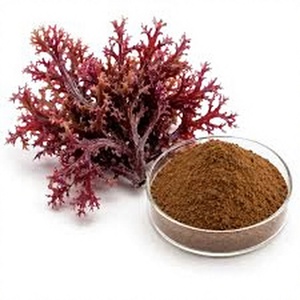 Extracto de Musgo Marino en Polvo, Algas Rojas, Musgo Irlandés, Extracto de Plantas, Extracto Herbal, Alimento Saludable, Grado Alimenticio - Product Image 1