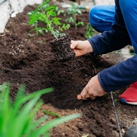 Nouvel outil de jardinage DIY 2025 : Désherbeur avec support OEM personnalisable, désherbeur de racines de qualité industrielle avec manche en bois