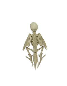 Manufacturers Wholesale High Quality Popular <b>Plastic</b> Birds Toys <b>Animal</b> Skeleton Model <b>Plastic</b> Halloween Crafts - Product Image 4