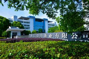 Polvere da sparo Tè Commercio All'ingrosso <span class=keywords><strong>Marocco</strong></span> Libia Turchia OEM Verde Marche di Tè Sciolto Foglia di Tè Per KG Musulmano Contenitore di Regalo - Product Image 6