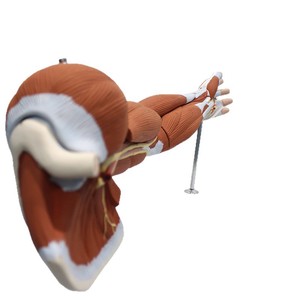 Modèle musculaire du membre supérieur humain (7 parties) : spécimen de structure musculaire détachable pour l'enseignement de l'anatomie. - Product Image 5