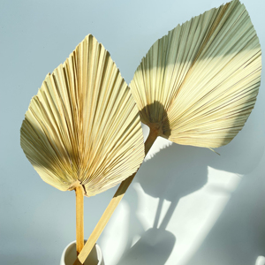 Feuilles de <span class=keywords><strong>palmier</strong></span> naturelles séchées pour décoration de mariage bohème, feuillage séché pour la maison et les événements - Product Image 2