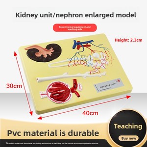Modello Anatomico Ingrandito del Nefrono Glomerulare 20119 per Laboratorio di Biologia delle Scuole Medie e Superiori, Ausilio Didattico Sperimentale - Product Image 3