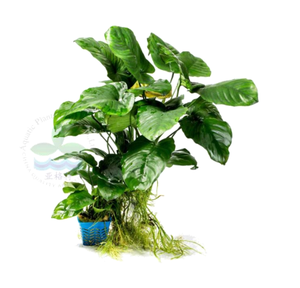 <span class=keywords><strong>Real</strong></span> Minibus Rongping <span class=keywords><strong>Aquarium</strong></span> Planten Voor Bloem Decoratie <span class=keywords><strong>Aquarium</strong></span> Decoratie - Product Image 4
