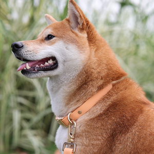 Goma de silicona de PVC impermeable macarrones coloridos clips dobles de plomo manos libres collar de perro y correa para perros pequeños - Product Image 6