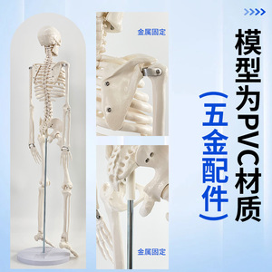 Modelo de Esqueleto Humano de 85 cm, Modelo Humano de Tamaño Real, Modelo de Enseñanza de Esqueleto Adulto Pequeño, Modelo de Columna Vertebral - Product Image 4