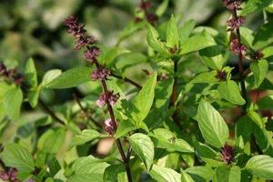 Estratto in Polvere di <span class=keywords><strong>Ocimum</strong></span> <span class=keywords><strong>Sanctum</strong></span>/Tulsi/Basilico Sacro 10:1, Integratore Alimentare, Fornitura Diretta dalla Fabbrica - Product Image 2