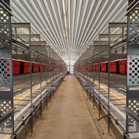 Exclusivement pour l'Europe et l'Australie cages pour poules pondeuses poules pondeuses les cages pour poules pondeuses peuvent marcher librement