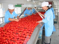 Geconcentreerde tomatenpuree productielijn 304 roestvrij staal automatische machine met hoge capaciteit