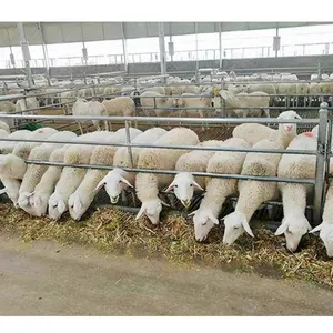 Hot-dip Galvanized Sheep Fence And Restraint In Sheep Farm Farming Equipment