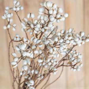 ดอกไม้แห้งธรรมชาติผลเบอร์รี่ Excoecaria แจกันฟิลเลอร์ดอกไม้โต๊ะรับประทานอาหารกลางตกแต่งแปะก๊วยขนาดเล็ก - Product Image 5