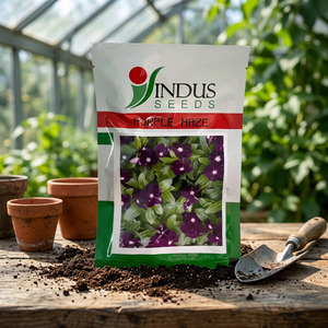 Graines de Vinca Purple Haze séchées pour pots et jardinières, couleur violet foncé, pour le jardinage - Product Image 3