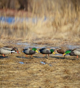 Outdoor <strong>Hunting</strong> Decoy Full Flocked Whole Body <strong>Duck</strong> Decoy <strong>Hunting</strong> <strong>Duck</strong> <strong>Floating</strong> on Water - Product Image 5