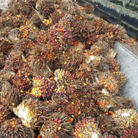 Gecombineerde productielijn voor palmolie-extractie en -raffinage, machine voor het persen en raffineren van ruwe palmolie