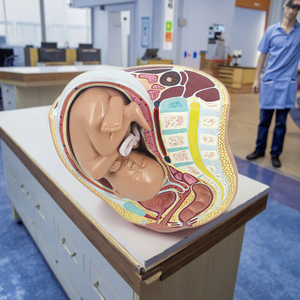 โมเดลกระดูกเชิงกรานหญิงตั้งครรภ์, โมเดลการตั้งครรภ์กระดูกเชิงกราน2ส่วนสำหรับทารกในครรภ์ - Product Image 4