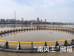 ขยายการเพาะเลี้ยงปลานิลของคุณได้อย่างง่ายดายด้วยกรงปลา HDPE ทรงกลมที่ทนทาน - Product Image 4