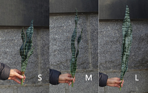 Plantes artificielles en forme <span class=keywords><strong>de</strong></span> serpent pour décoration intérieure et extérieure, arrangement floral DIY, <span class=keywords><strong>plante</strong></span> en pot, Halloween, résistantes à <span class=keywords><strong>la</strong></span> sécheresse, faites à <span class=keywords><strong>la</strong></span> main - Product Image 5