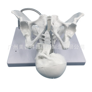 Modèle pédagogique d'accouchement ; démonstration du processus d'accouchement féminin ; modèle de bassin féminin grand et réaliste ; bassin d'accouchement. - Product Image 4