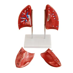 Tıbbi öğretim kullanılan PVC simülasyon insan anatomisi akciğer solunum sistemi yapısı modeli