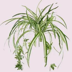 Plante artificielle Xinwanli, plante araignée à 5 branches, verdure suspendue, fleur en soie, décoration de mariage et de maison, 10 cm, blanc et vert - Product Image 3