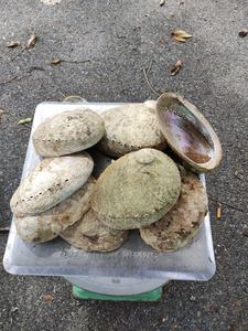 Concha de Abulón Pulida al por Mayor - Concha de Abulón Natural para Artesanía - Concha de Abulón Natural Grande Ws0084587176063 - Product Image 4