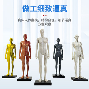 Figura Humana Artística de Resina de 30 cm: Estructura Anatómica Muscular y Esquelética, Modelo Artístico, Pintura CG y Enseñanza de Escultura - Product Image 4