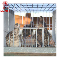 Nouveau Modèle Cage à Cailles Type H de Haute Qualité en Vente