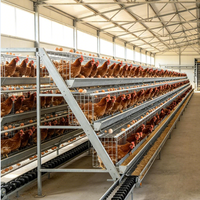 Système d'élevage de poulets commercial de type A avec cage à poules pondeuses, alimentation automatique en eau et nettoyage du fumier, conception durable, galvanisé à chaud